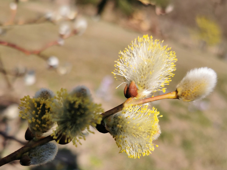 Symbolbild Zweig Weidenkätzchen Symbolbild Zweig Weidenkätzchen